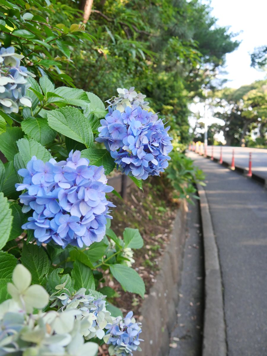 Blue hydrangeas blooming along a narrow roadside path