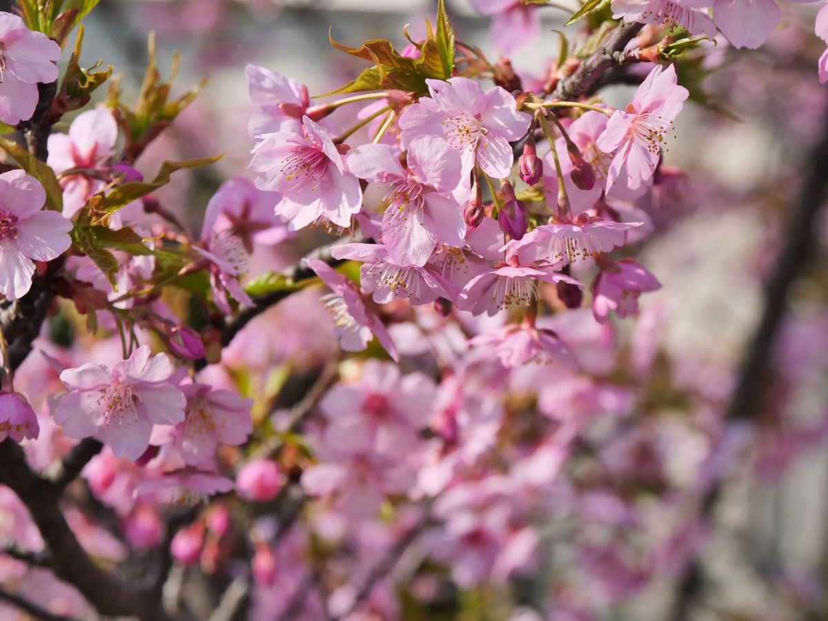 Close-up of deep pink kawazu cherry blossoms in full bloom
