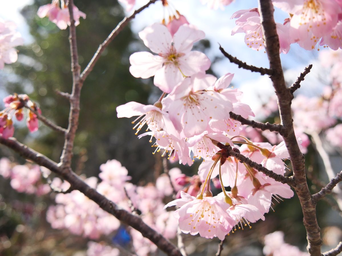 Pale cherry blossoms backlit against a bright sky