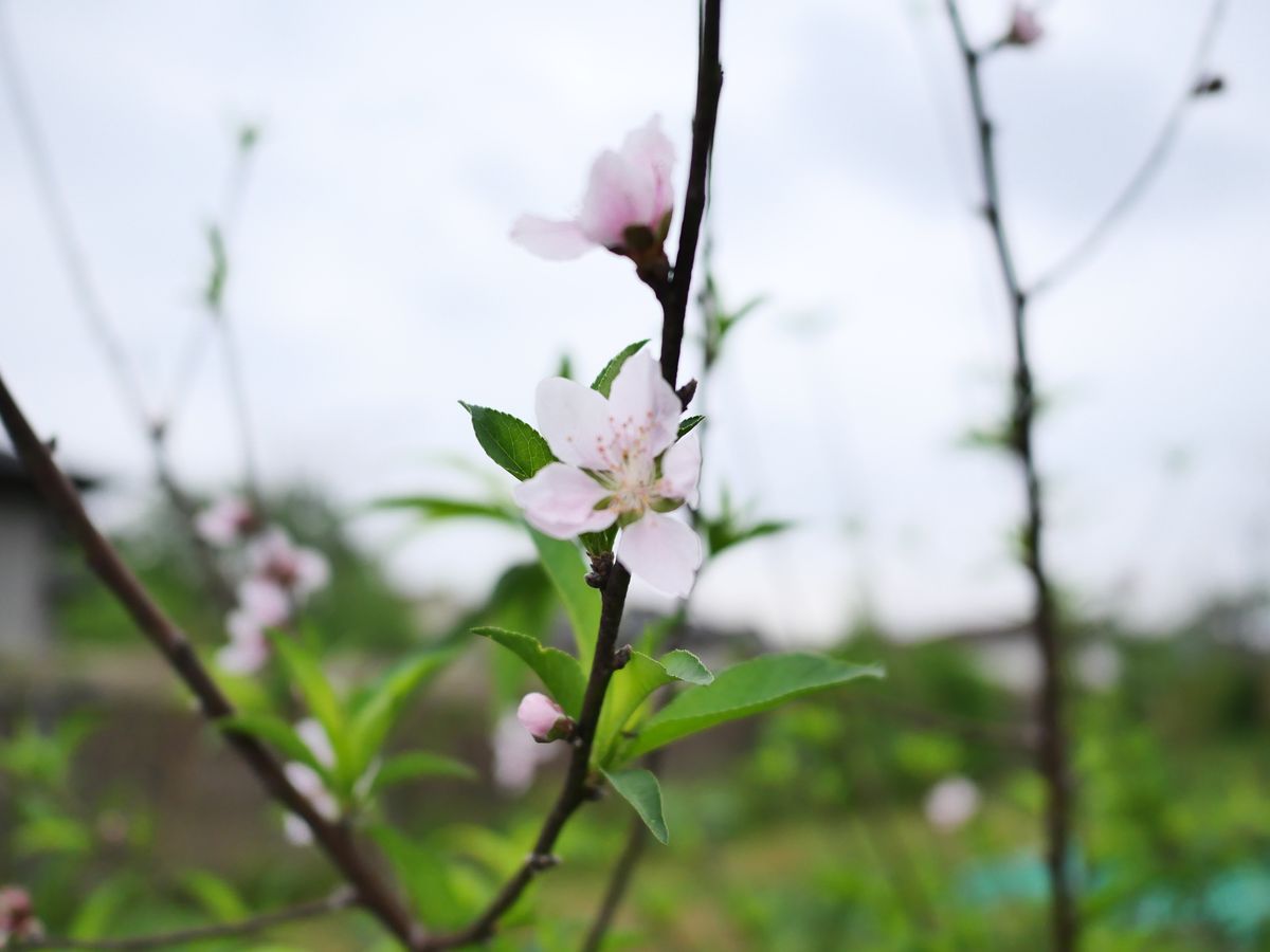 A single pale pink peach blossom on a thin branch with green leaves