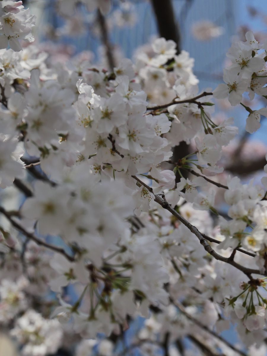 White somei-yoshino cherry blossoms against a blue sky