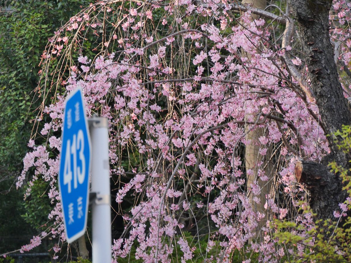 Weeping cherry tree in bloom behind a blue Japanese route 413 road sign